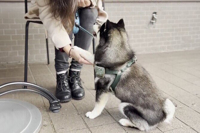 Home Cooking with a Local Host (Optional Shiba Inu Picnic) - The Sum Up