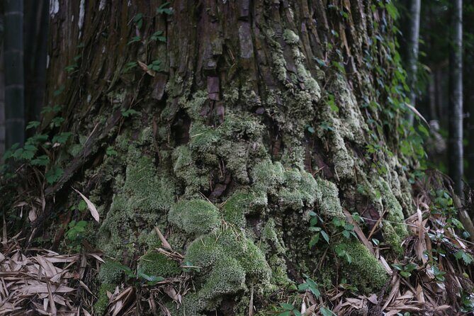 Home Experience: Tea Ceremony & Moss Garden Walk(Day trip) - The Sum Up