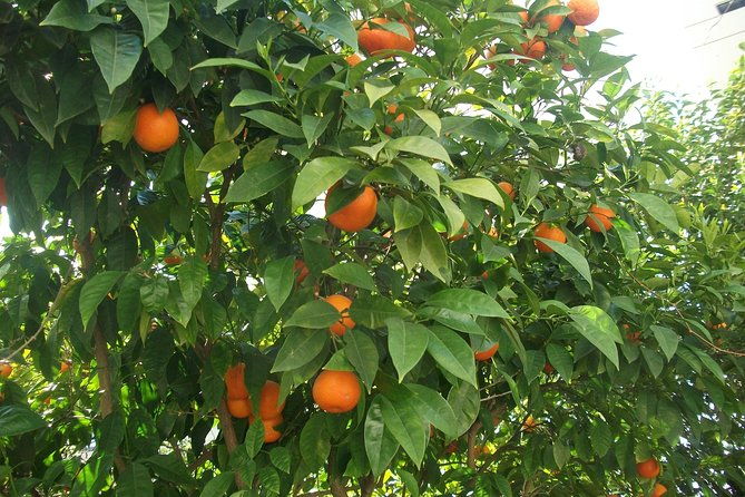 home-made-greek-yogurt-class