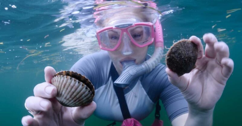 Homosassa: Snorkel & Scallop Hunt in Gulf of Mexico - The Details: What to Expect from Homosassa’s Scallop & Snorkel Tour