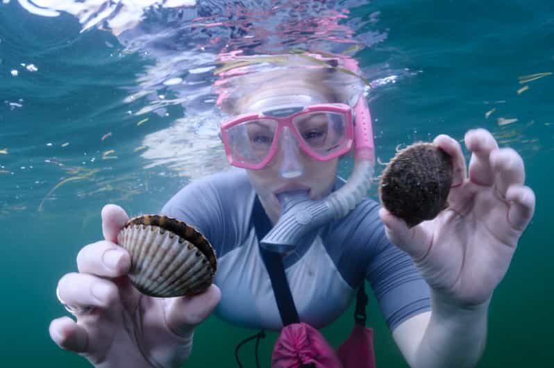 Homosassa: Snorkel & Scallop Hunt in Gulf of Mexico - The Experience: What Makes It Special