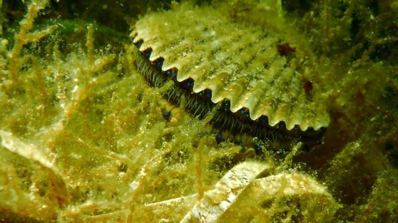 Homosassa: Snorkel & Scallop Hunt in Gulf of Mexico - Who Will Love This Tour?