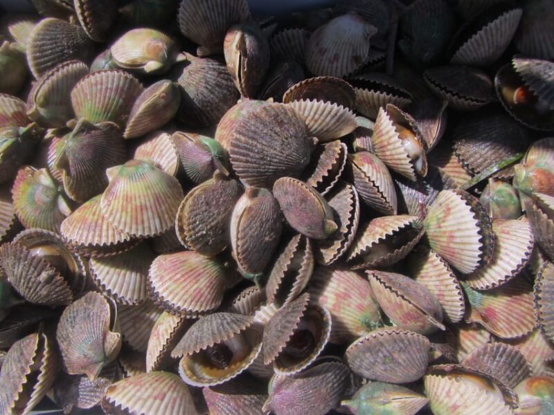 Homosassa: Snorkel & Scallop Hunt in Gulf of Mexico - The Sum Up