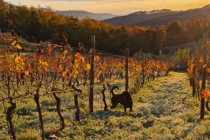 honest-wines-wine-tasting-at-cantina-biagiotti