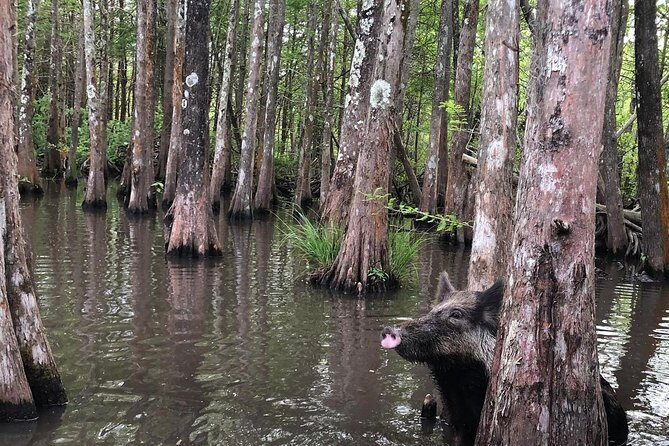 Honey Island Swamp Boat Tour with Transportation from New Orleans - Practical Tips and Considerations