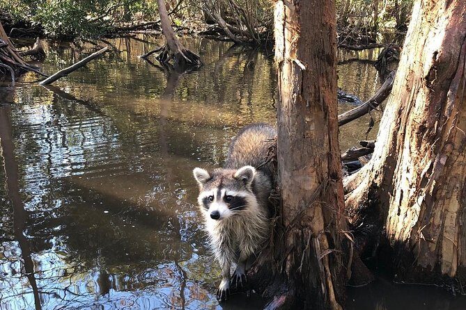 Honey Island Swamp Boat Tour with Transportation from New Orleans - FAQ