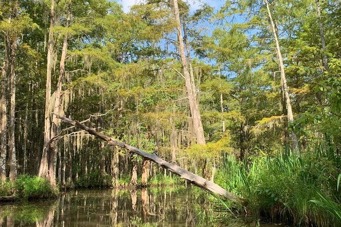 honey-island-swamp-private-tour-with-transport-from-new-orleans