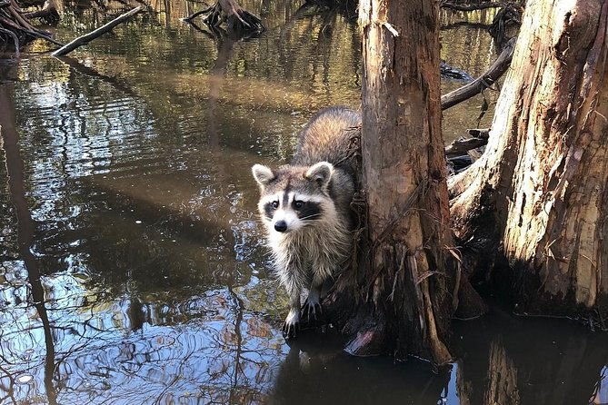 honey-island-swamp-private-tour-with-transport-from-new-orleans