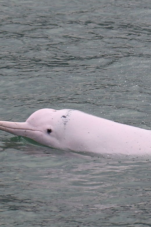 hong-kong-dolphin-cruise-big-buddha-lantau-island-tour