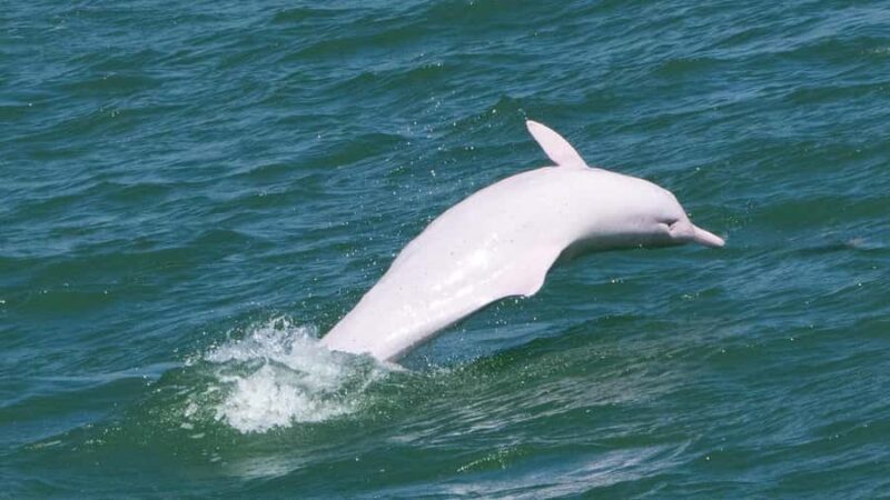 Hong Kong: Lantau Island Tour Cable Car & Village Lunch - An In-Depth Review of the Lantau Island Tour