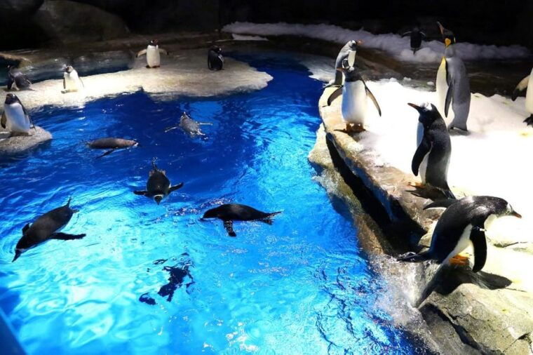 hong-kong-ocean-park-entry-ticket