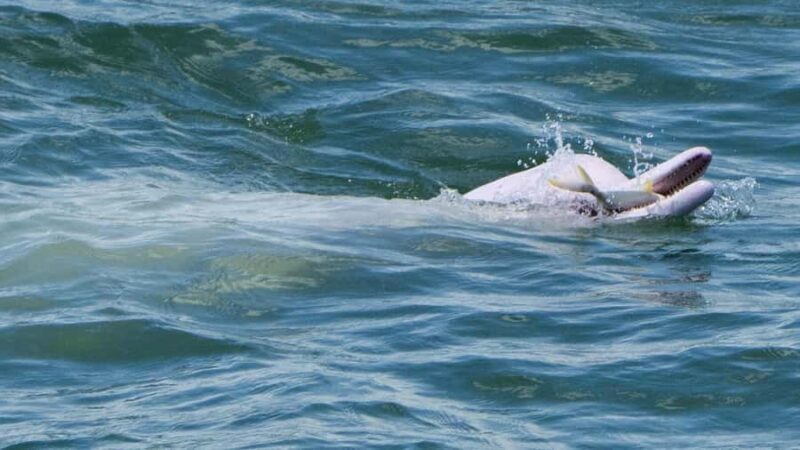 Hong Kong:Lantau Island Private Tour with Cable Car & Pickup - The Guides and Reviews – Authentic Insights