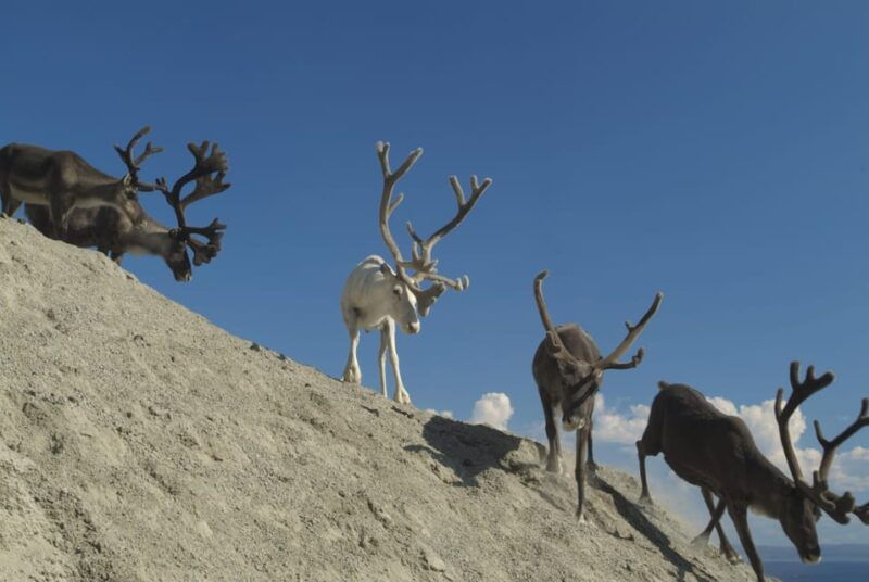 honningsvag-north-cape-summer-tour-with-sami-family-visit