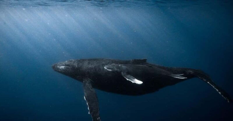 honolulu-discover-scuba-diving-experience