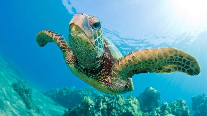 honolulu-glass-bottom-boat-tour-along-oahus-south-shore