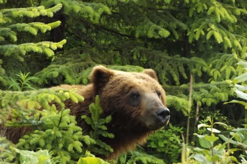 Hoonah: Chichagof Island Brown Bear Search - The Value of the Experience