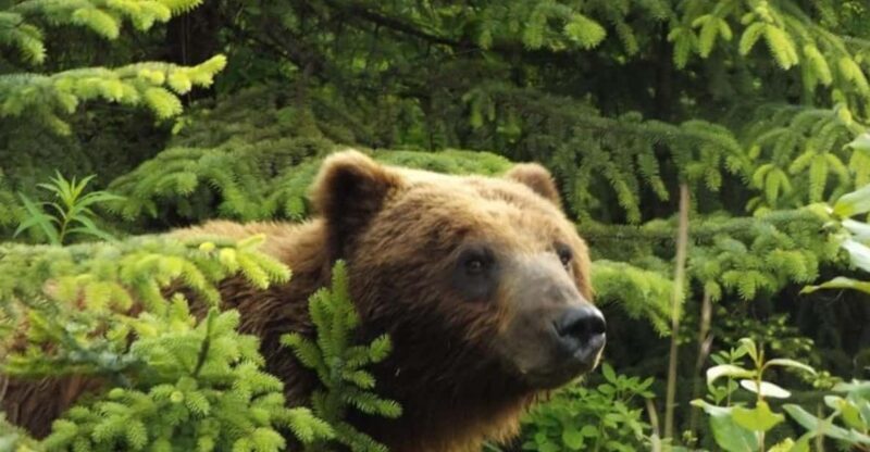 Hoonah: Chichagof Island Brown Bear Search - Who Should Consider This Tour?