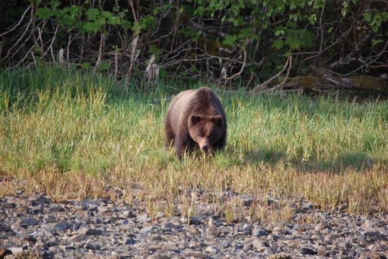 Hoonah: Chichagof Island Brown Bear Search - FAQ