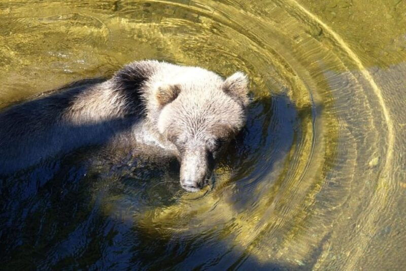hoonah-chichagof-island-brown-bear-search