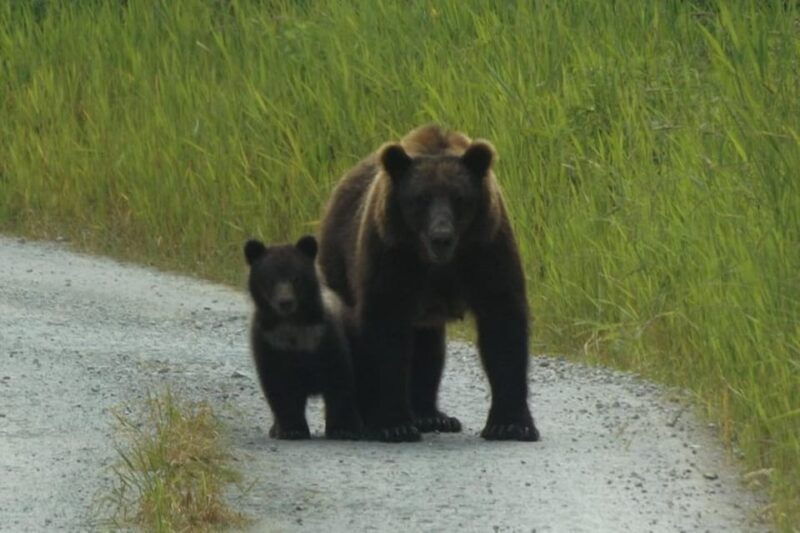 hoonah-chichagof-island-brown-bear-search