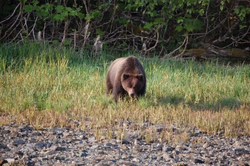 hoonah-chichagof-island-brown-bear-search