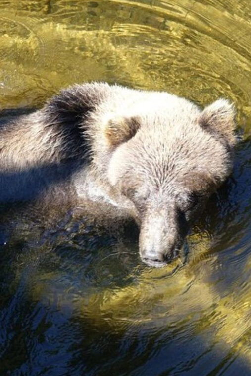 hoonah-chichagof-island-brown-bear-search