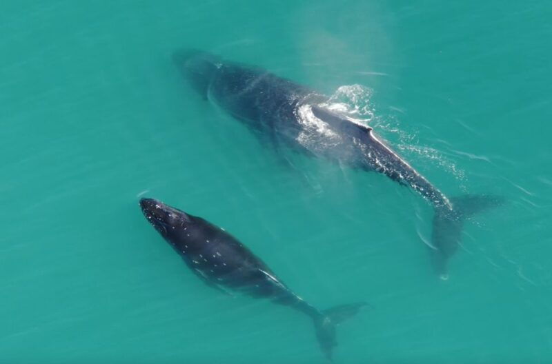 hoonah-icy-strait-whale-watch-with-drone-filmography