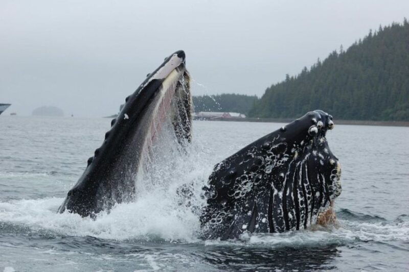 hoonah-whale-watching-cruise