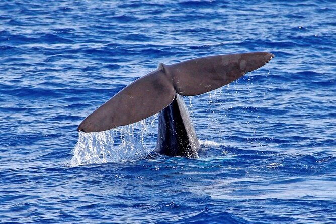 hop-on-hop-off-bus-tour-and-catamaran-whale-dolphin-watching