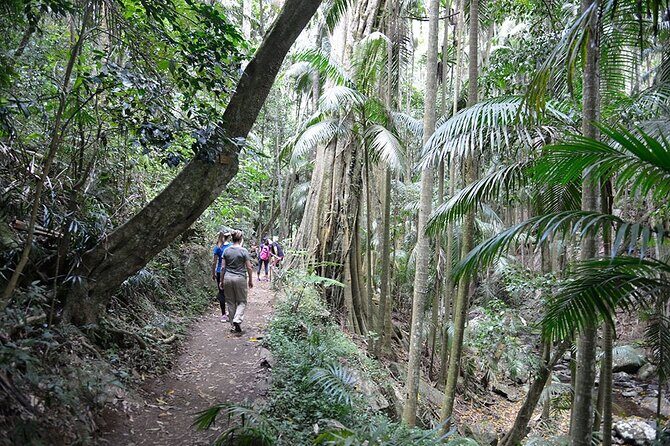 Hop on Hop off - Tamborine Rainforest Skywalk + Glow Worm Caves - FAQ