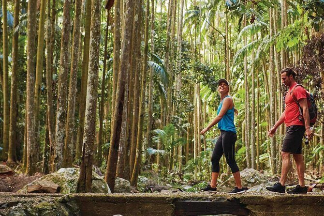Hop on Hop off - Tamborine Rainforest Skywalk + Glow Worm Caves - The Sum Up