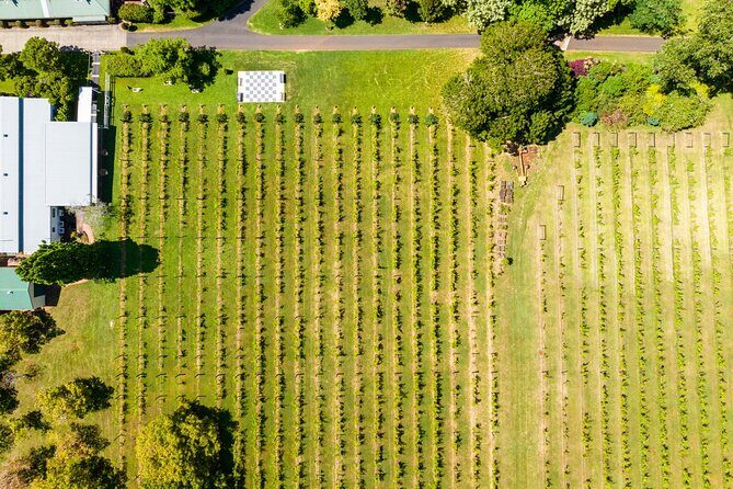 Hop on Hop off Wine tasting tour to Tamborine Mountain - Who Will Love This Tour?