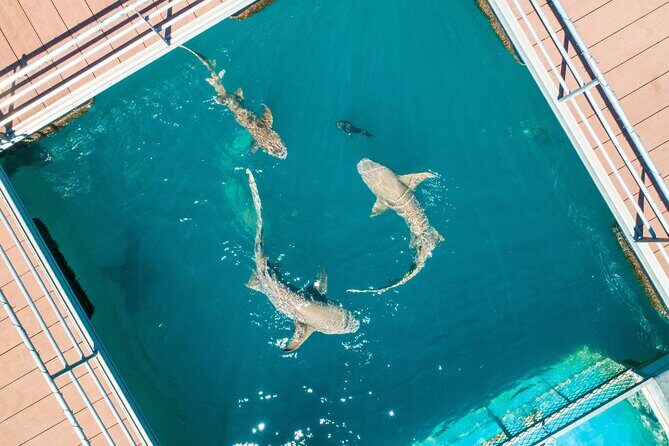 Horizontal Falls Helicopter, Boat and Lunch from Derby - An In-Depth Look at the Experience