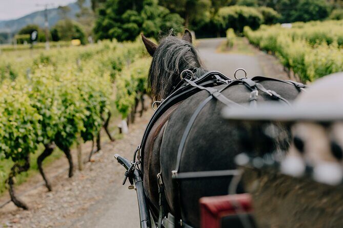 Horse and Carriage Wine Tour in Marlborough with Lunch - Key Points
