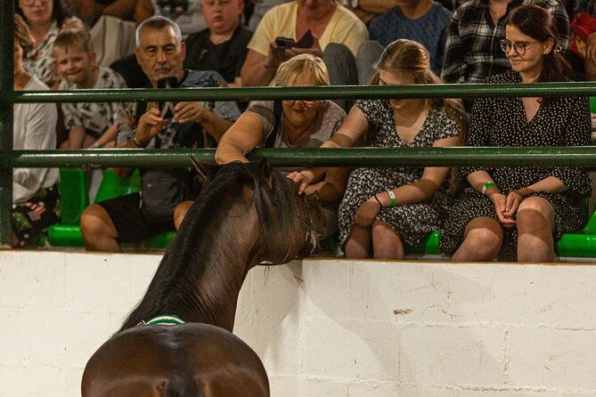 horse-and-flamenco-show-in-malaga-with-dinner-4