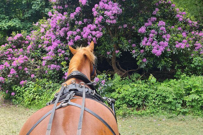 Horse drawn carriage ride york - FAQ