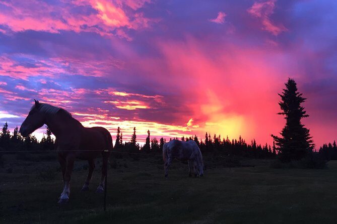 Horse-Drawn Covered Wagon Ride with Backcountry Dining - Is This Tour Worth the Price?