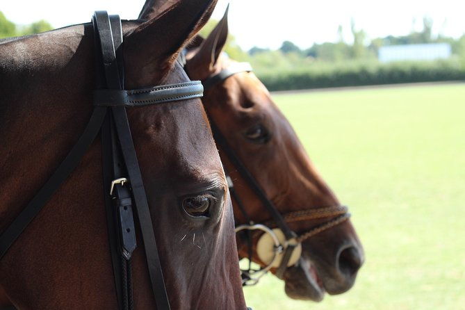 horse-polo-in-windsor-uk