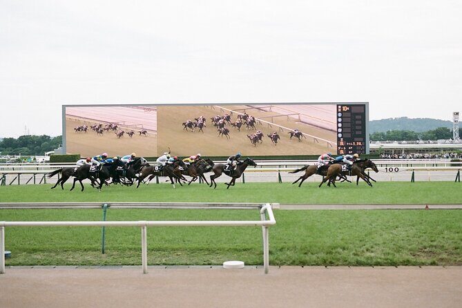 Horse Racing Tour with Local Fans in Tokyo - Why This Tour Offers Great Value