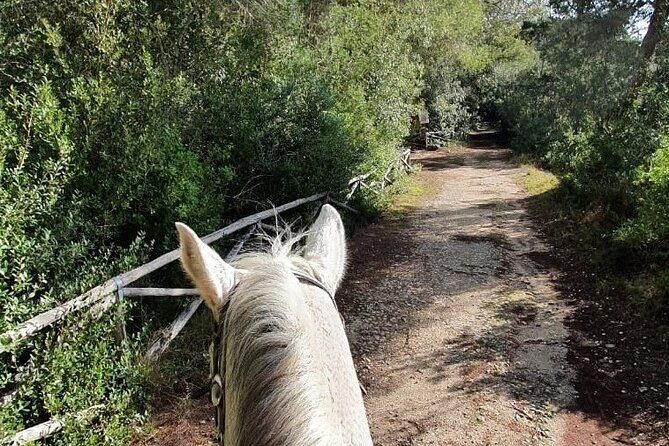 Horse ride in a Salento Nature Reserve with transfer from Lecce - The Ride: Scenic Paths and Beach Views