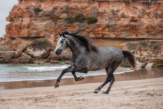 Horse Ride + Swimming with Turtles in Aquarium at Nungwi Beach - Why This Tour Works