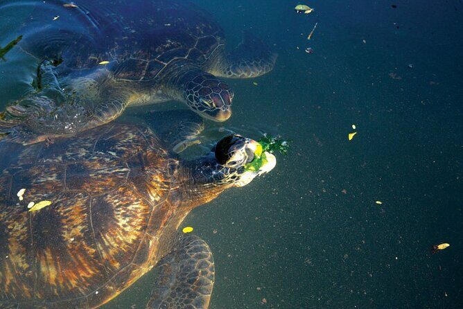 Horse Ride + Swimming with Turtles in Aquarium at Nungwi Beach - Is This Tour Right for You?