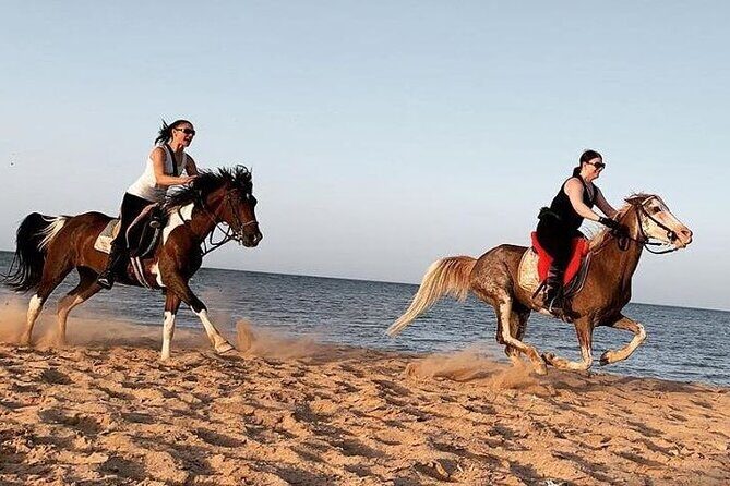 Horse Ride Trip , Bedouin Dinner And Show - Sharm El Sheikh - An In-Depth Look at the Experience