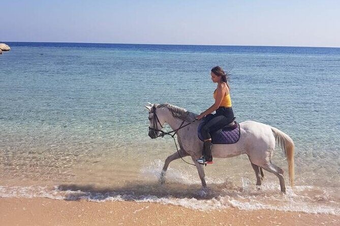 Horse Ride Trip , Bedouin Dinner And Show - Sharm El Sheikh - Authenticity and Real Traveler Insights