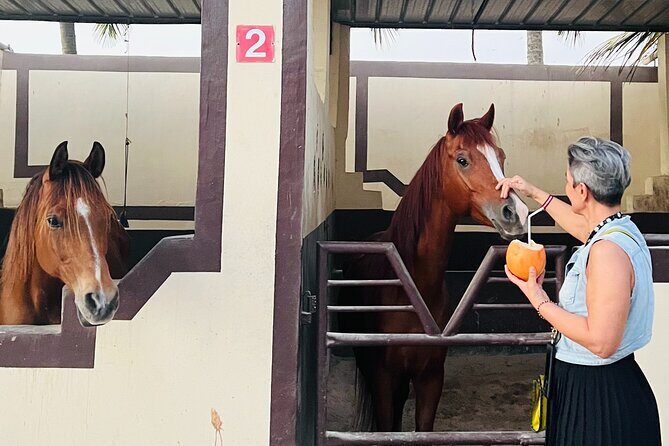 Horse riding by the beach Salalah - An In-Depth Look at the Horse Riding Experience in Salalah