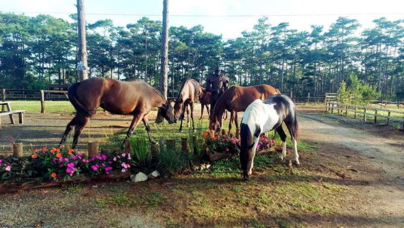 horse-riding-course-in-mang-den-with-pickup-and-drinks