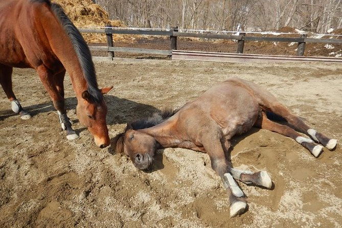 horse-riding