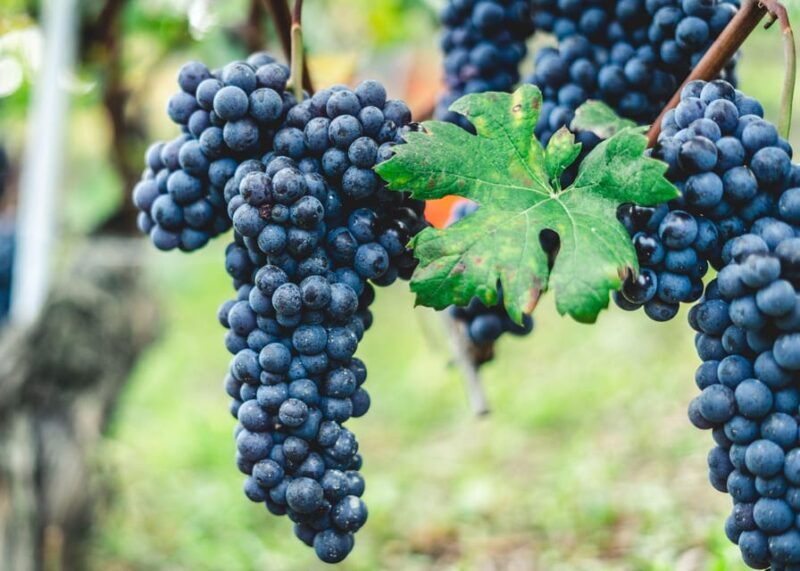 horse-riding-experience-on-vesuvius-w-wine-tasting
