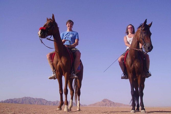 Horse Riding in Dahab - Key Points