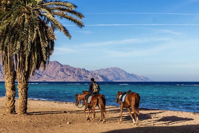 Horse Riding in Dahab - What to Expect from the Horse Riding Tour in Dahab